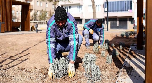 Aksaray’da Lavanta ekim alanı genişliyor