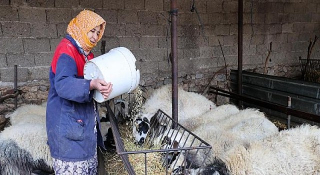 Buca Belediyesi’nden çiftçiye arpa desteği