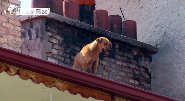 Çatıda mahsur kalan köpek kurtarıldı