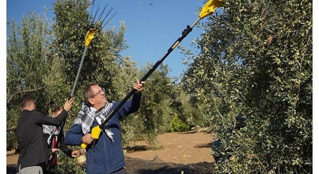 Mesut Ergin, ”Zeytinime Dokunma”