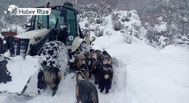 Rize'de karda mahsur kalan "yavrular" kurtarıldı