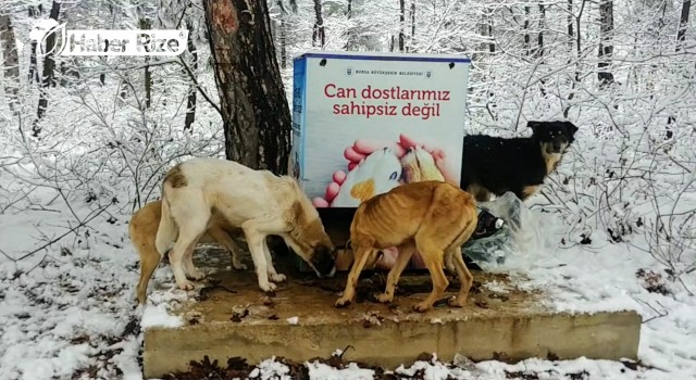 sokak hayvanlarının ihtiyaçları her mevsim karşılanacak