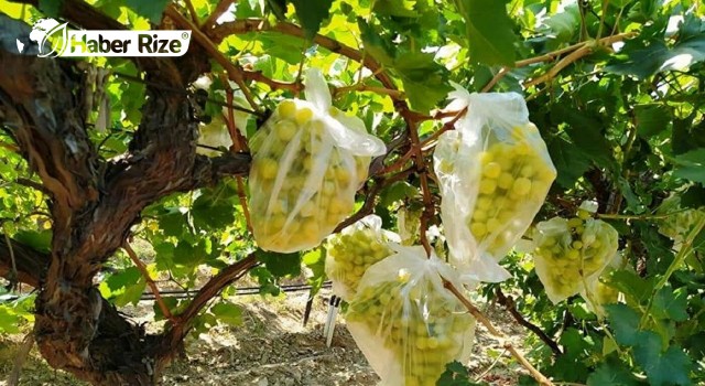 Üzüm çöpüyle poşetlerdeki plastik oranını düşürdü