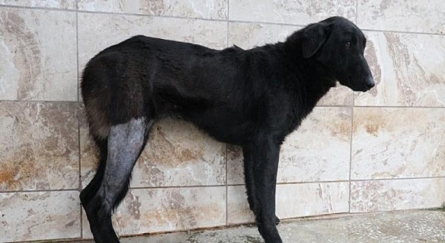 Yaralı köpek Patilik ile hayata bağlandı