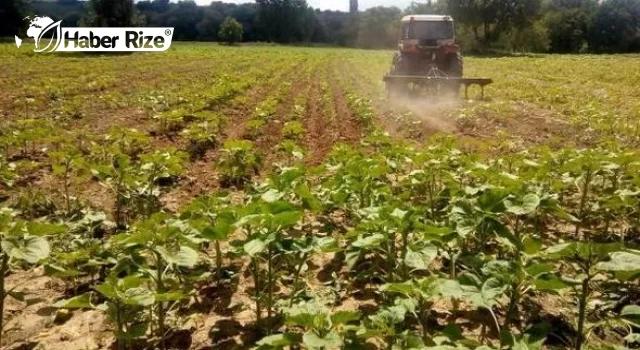 350 kök kenevir ele geçirildi