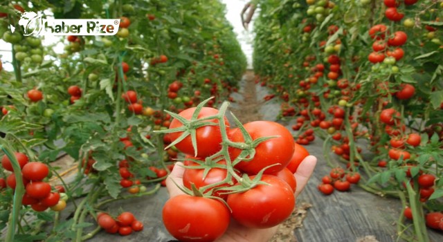 Bu Yıl Domateste 30 Bin Ton Rekolte Bekleniyor