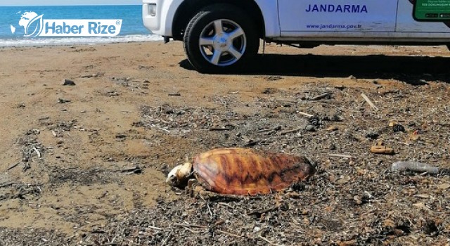 Caretta Carettanın Plastik Atıklardan Öldüğü Belirlendi