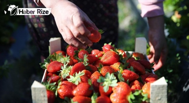 Çilek Üreticilerinin Rekolte Beklentisi 120 Ton