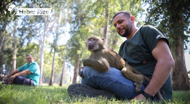 Doğa Parkı Personelinin Baktığı Babun "Nisan" 15 Aylık Oldu