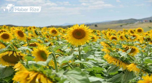 Kahramankazan'da Ayçiçeğinin Bal Üretimini Artırması Bekleniyor