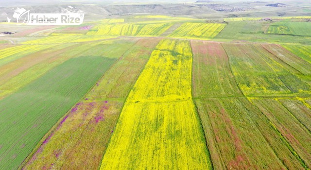 Kars Ovalarında Renklerin Dansı