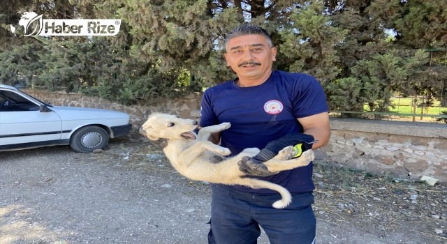 Kuyuya Düşen Köpek Yavrusu Kurtarıldı