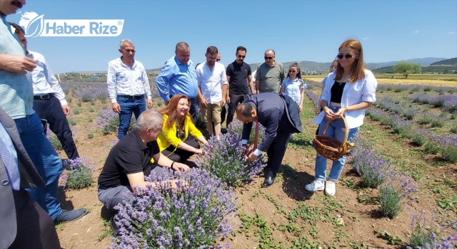 Lavanta Hasat Şenliği Düzenlendi