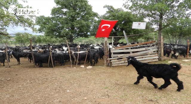 "Manavlı Keçisi" Bilimsel Araştırmaya Konu Oldu