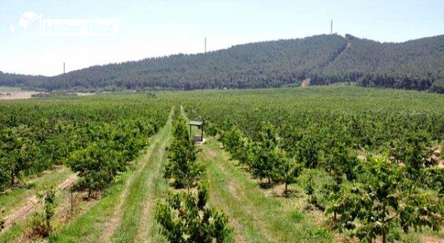 Mardin'in Kıraç Arazileri Bıttım Fidanlarıyla Donatılıyor