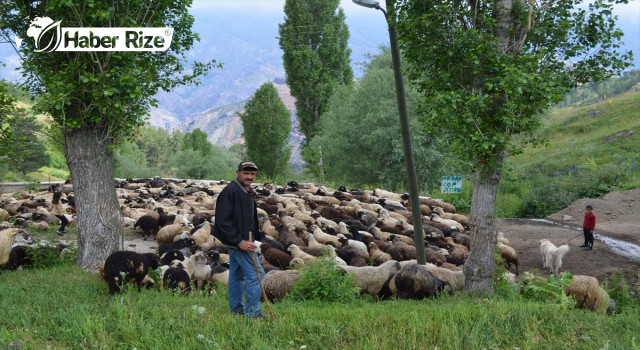 Şehre alışamayıp köyüne dönen besicinin 550 koyunluk sürüsü oldu