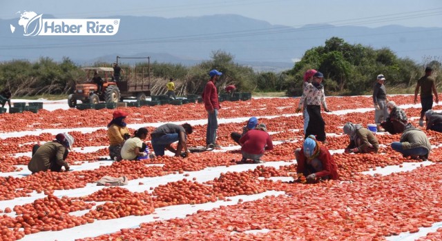 Torbalı Ovası'nda Domatesler İhracat İçin Güneşe Serildi