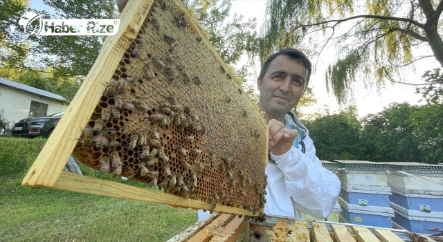 Yenice Ormanları'nda Üretilen Ihlamur Balı "Tescil" Yolunda