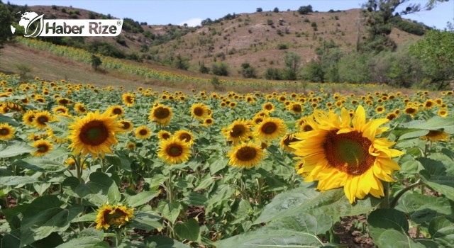 Atıl arazilerde yağlık ayçiçeği ve bamya üretildi