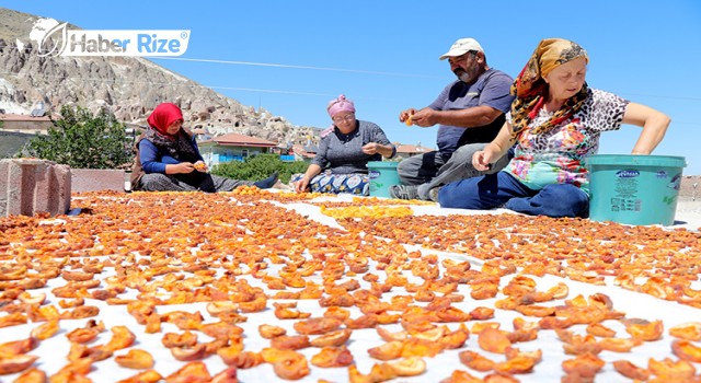 Damda Kayısı Kurutma Telaşı Başladı