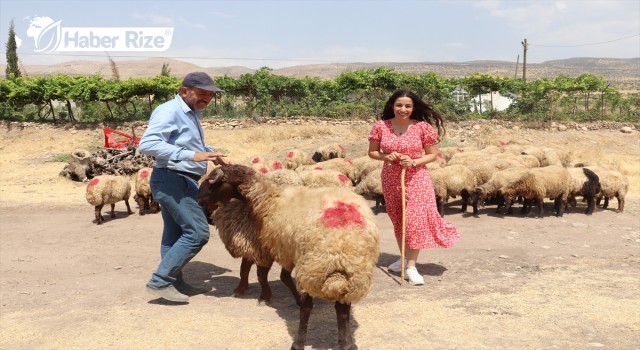 Devletten hibe desteği alan genç çiftçilere küçükbaş hayvan dağıtıldı