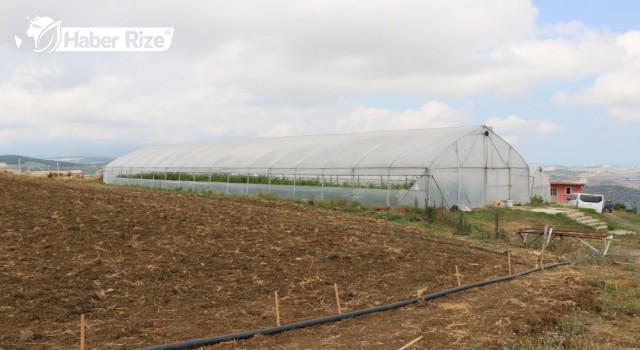 Hükümlüler tropikal meyve ve tıbbi aromatik bitki yetiştiriyor