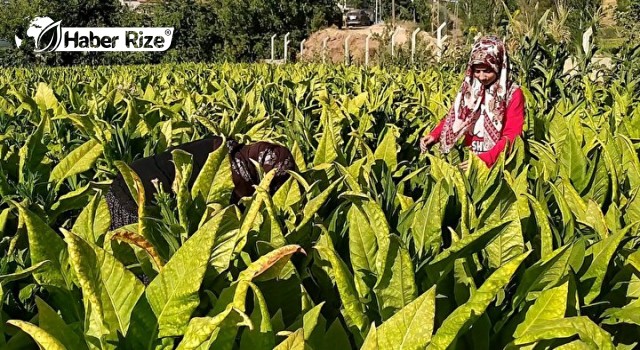 Kadınlar tütün tarlasında çalışarak kazanç elde ediyor