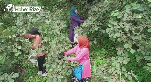 Mevsimlik tarım işçilerinin zorlu fındık mesaisi sürüyor