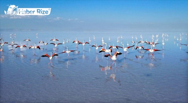 Tuz Gölü'ndeki yavru flamingolar için yapılan çalışmalar devam ediyor