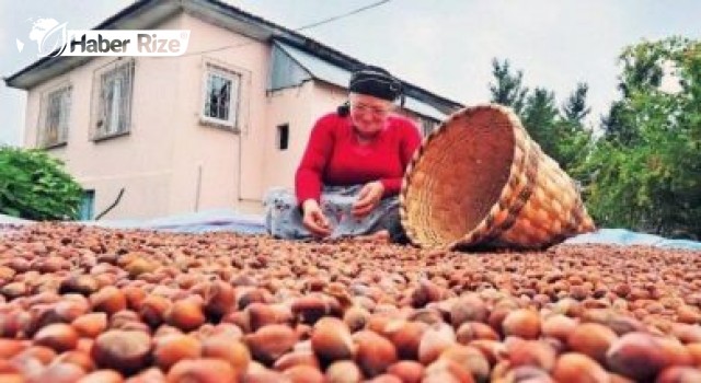 Üretici Ve Esnaf Kesimi Temsilcileri Fındık Fiyatını Değerlendirdi