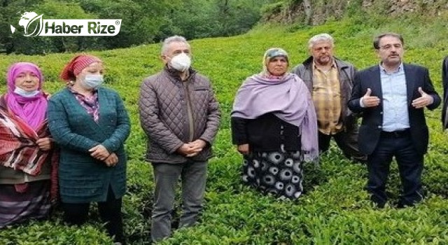 CHP'li Deniz: "Yaş çay alım fiyatlarına ve destekleme bedellerine ek zam yapılsın"