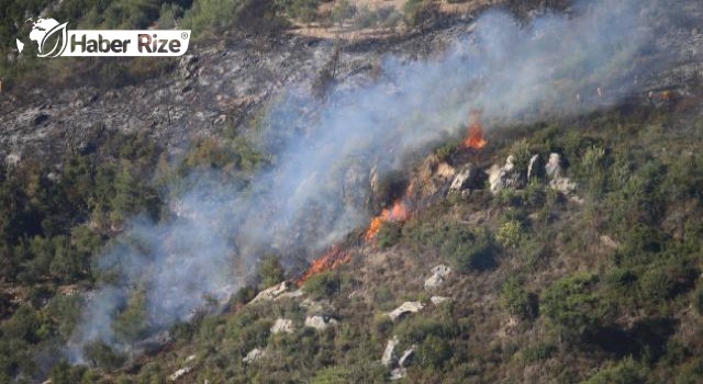 Zeytinlik alanda çıkan yangın söndürüldü