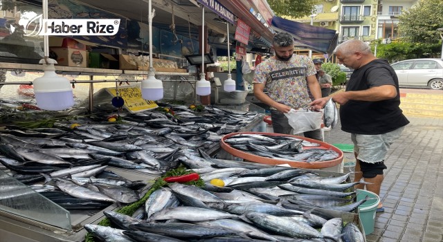 Bol miktarda avlanan palamut tezgahları şenlendirdi