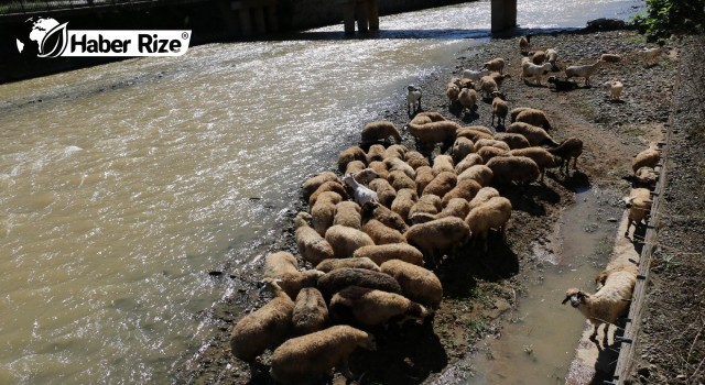 Çoban uyudu, sürü derede mahsur kaldı