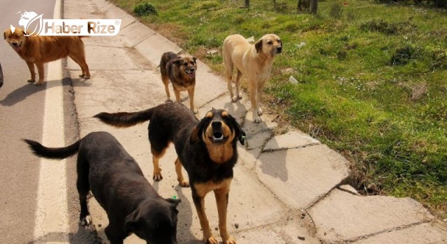 Sahipsiz köpek 20 aylık çocuğa saldırdı