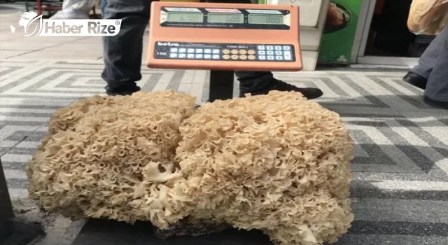  6 kilogram ağırlığında çam mantarı bulundu