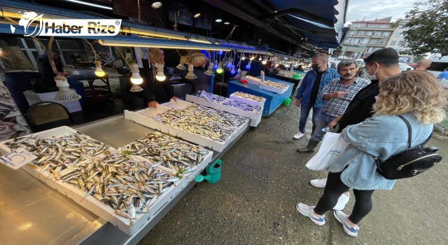 Karadeniz'de palamut "hamsi bolluğunda"