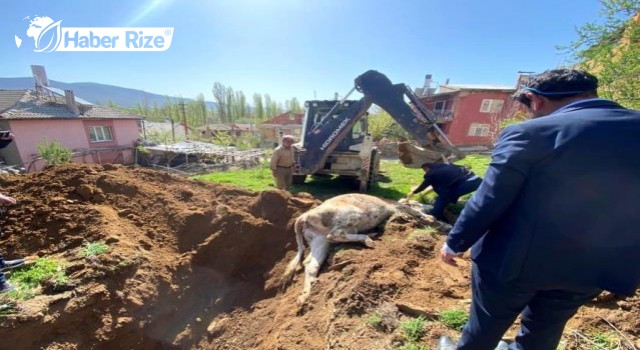 Kuyuya düşen inek iş makinesiyle kurtarıldı