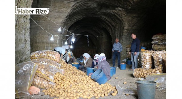 Mağaralardan çıkarılan patatesler ülkeye dağıtılıyor