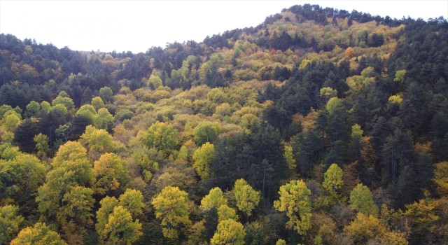 Mudurnu ormanlarında sonbahar güzelliği