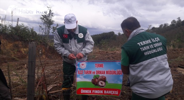 Örnek Fındık Bahçeleri Projesi devam ediyor