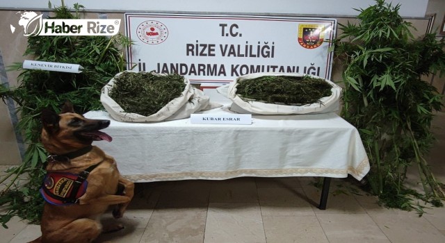 Rize'de 22 kilogram esrar ele geçirildi, 3 şüpheli yakalandı