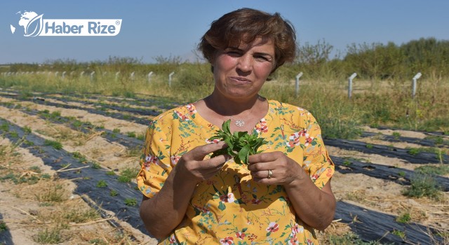 Şeker hastası eşine şifa arayan kadın, şeker otu yetiştiricisi oldu