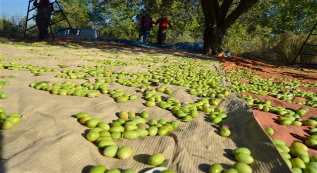 Sofralık zeytin ihracatı 110 bin tona ulaştı