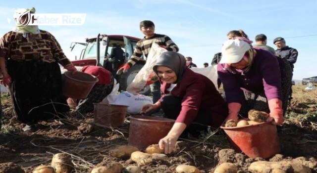 Vali Yiğitbaşı,Şuhut ilçesinde patates hasadına katıldı