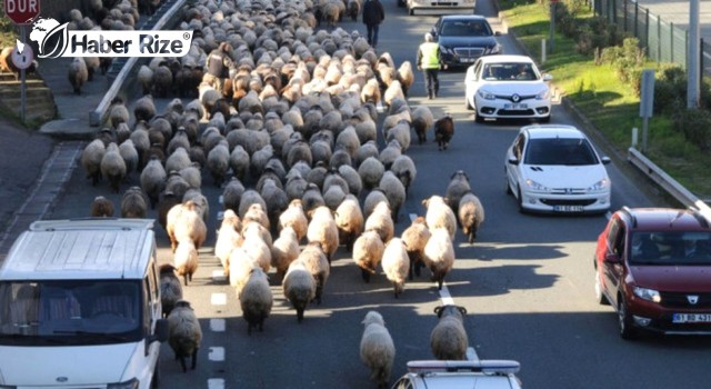 Kara yoluna inen koyun sürüsü, trafiği aksattı