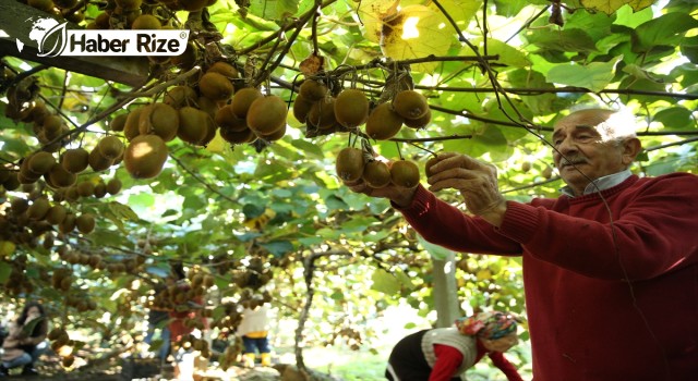 Tescilli Ordu kivisinde hasat zamanı