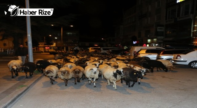 Tokat’ta koyun sürüsünün geçtiği caddede trafik durdu