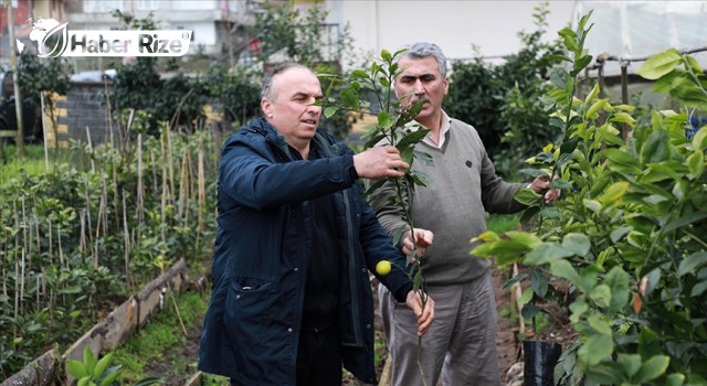 Rizeli çay üreticileri Muğla’da ağaçlandırma yaptı