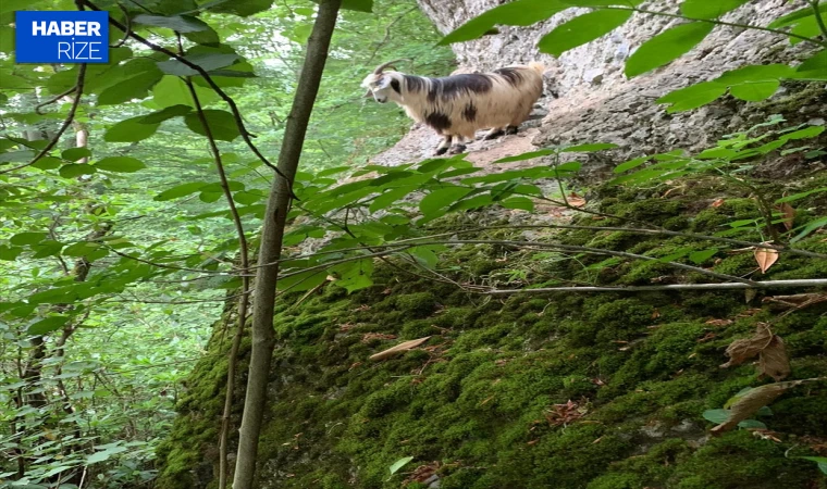 Rize’de kaçan keçi 3 gün sonra bulundu